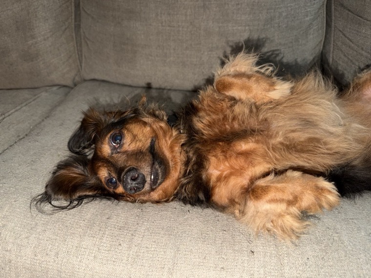 Long-haired dachshund resting on a sofa