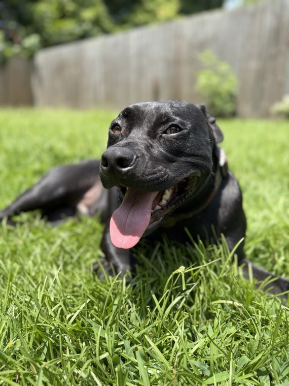Black Labrador mix photographed outdoors